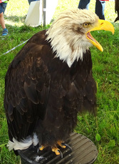 Weißkopf-Seeadler (01).jpg